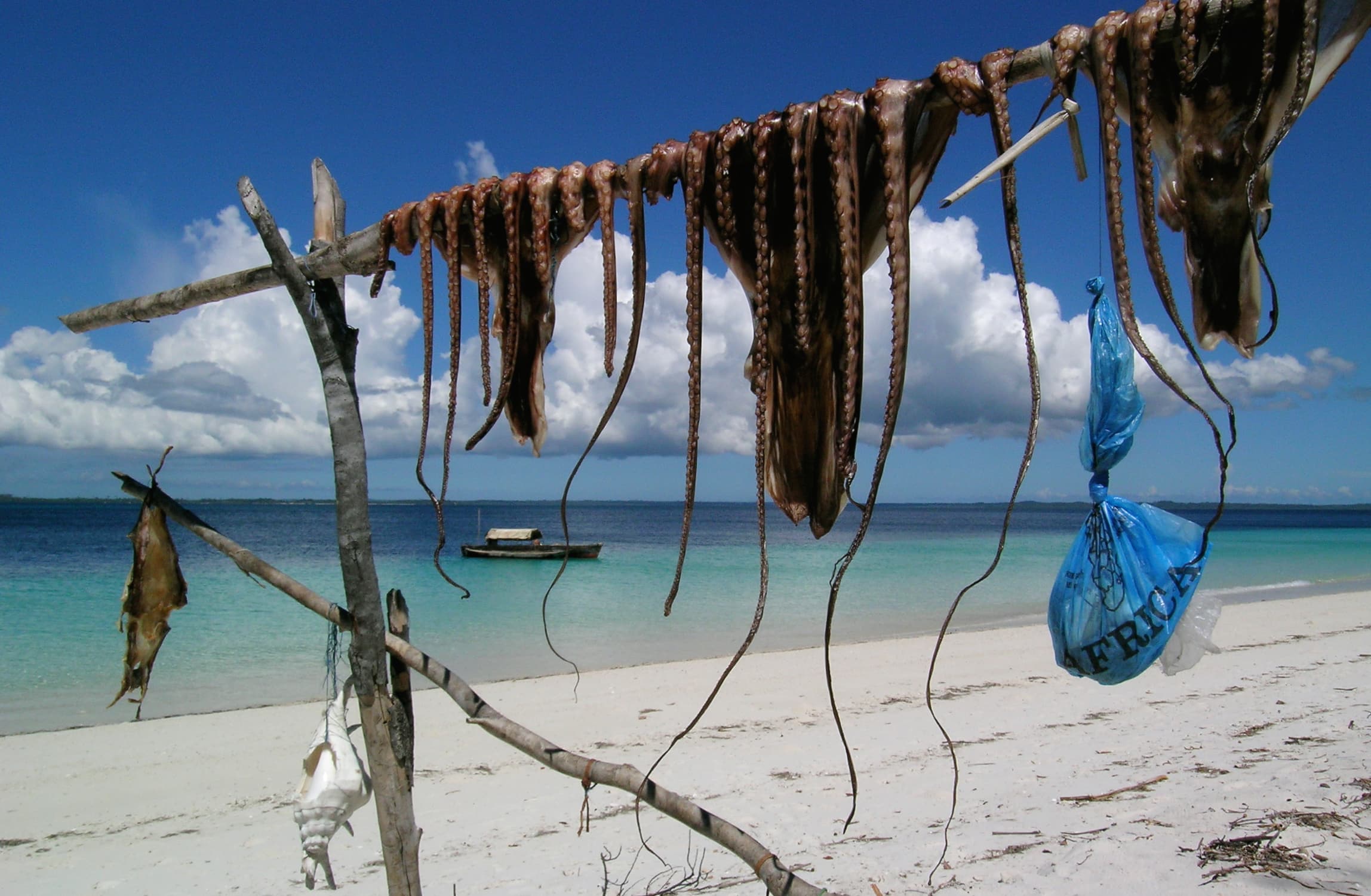 Tintenfische in Pemba